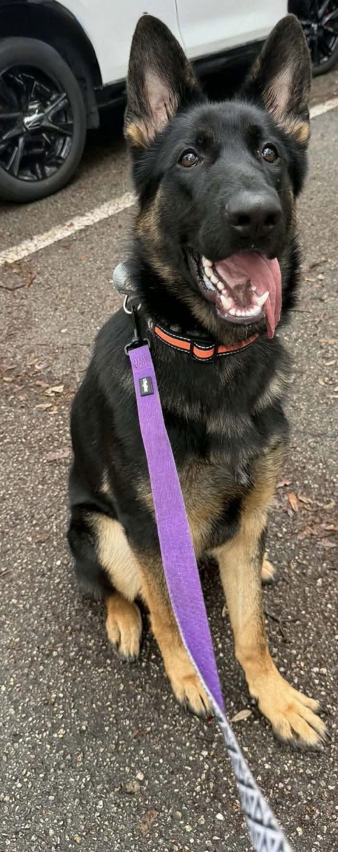 Butch 3147, a Adoptable German Shepherd Dog in Pompano Beach, FL image 2/3