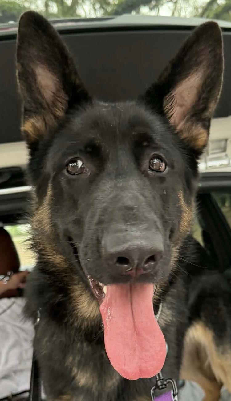 Butch 3147, Adoptable, Young Male German Shepherd Dog.