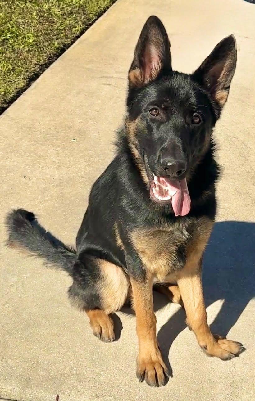 Enlarge Butch 3147, a Adopted German Shepherd Dog in Pompano Beach, FL image 2/3