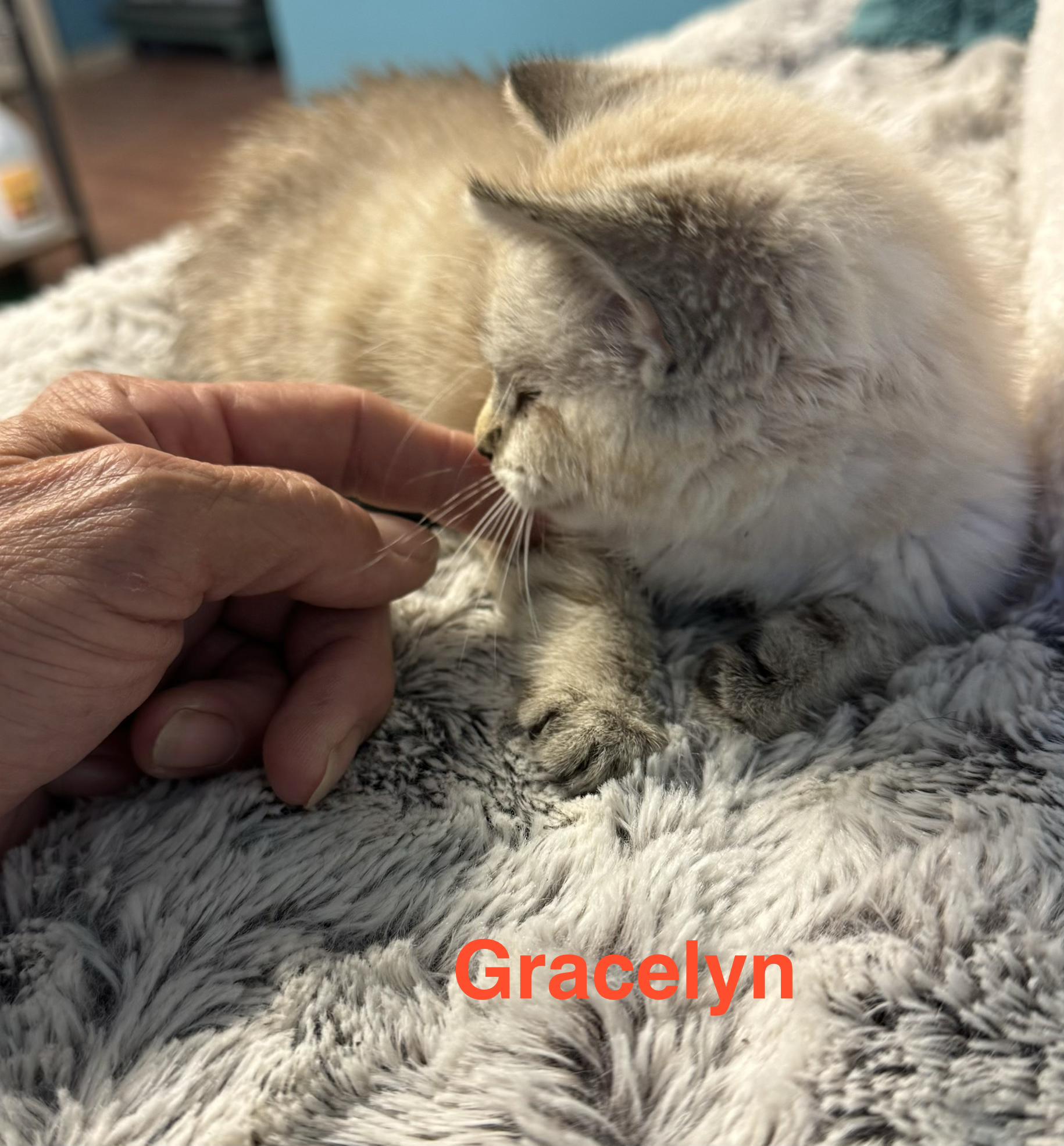 Gracelyn, an adopted mixed breed in silver spring, MD image 2/3