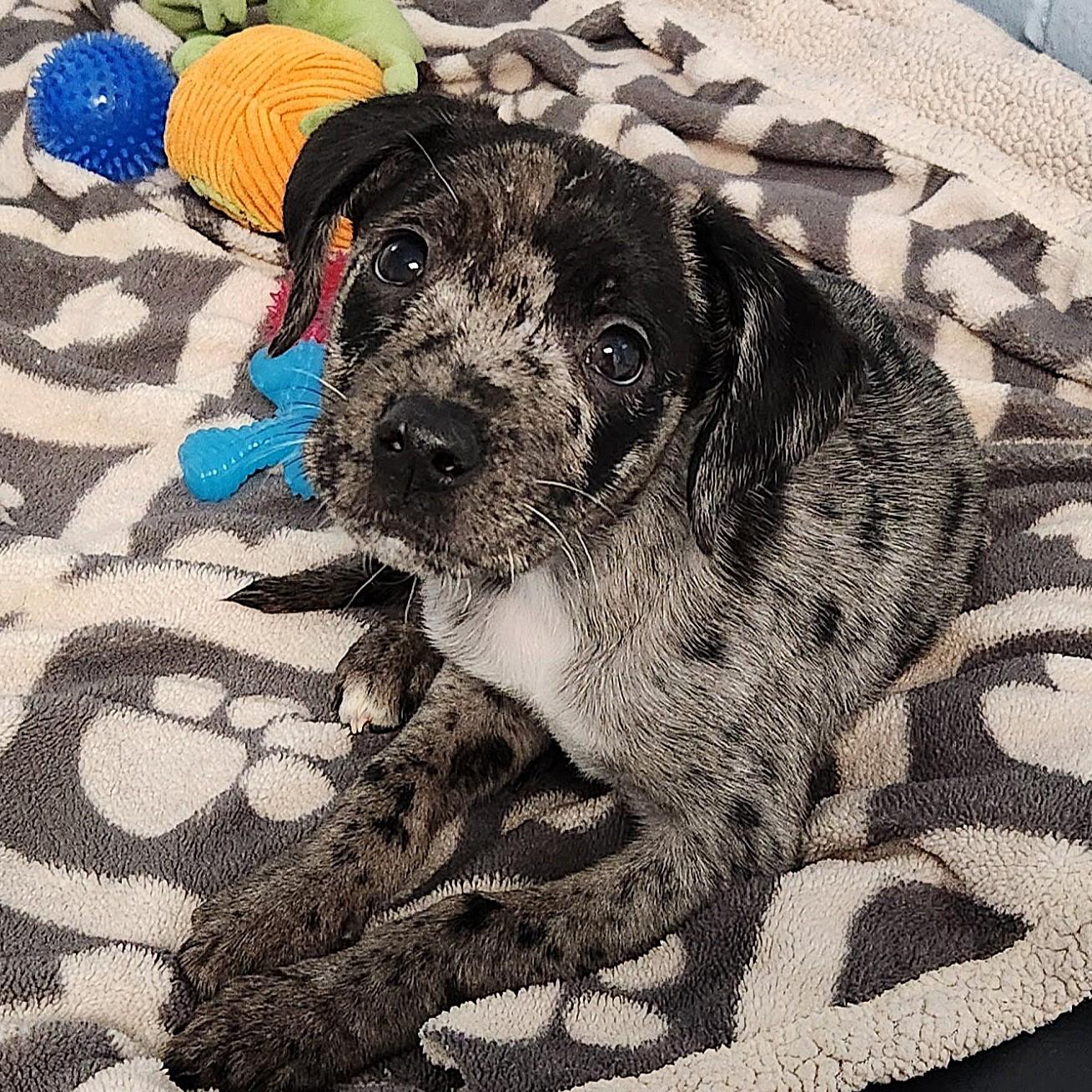 Enlarge Ernie, an adopted Mixed Breed in Marshfield, WI image 2/3