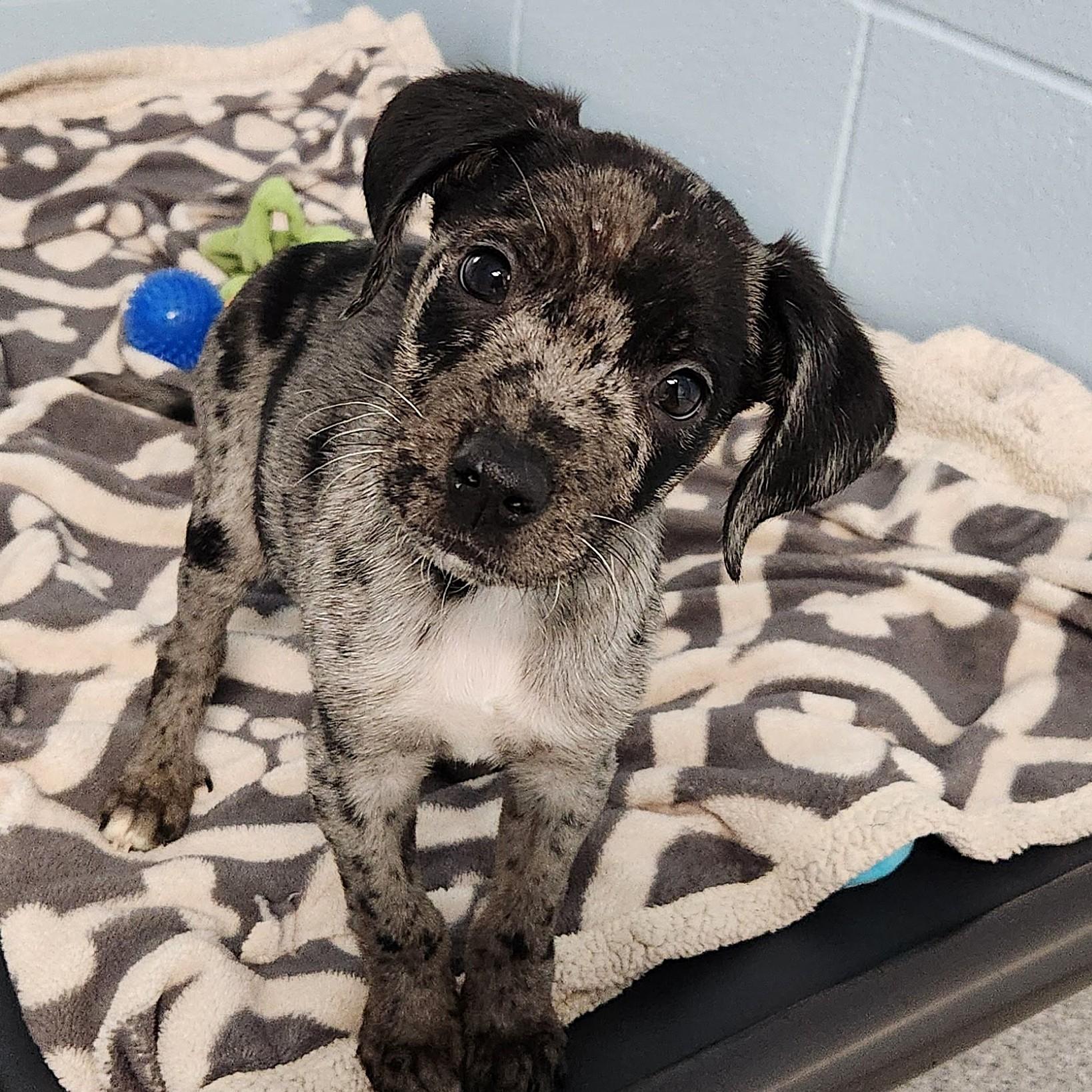 Enlarge Ernie, an adopted Mixed Breed in Marshfield, WI image 1/3