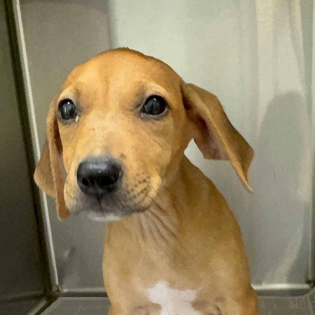 Enlarge Sage, a Adoptable mixed breed in Waggaman, LA image 1/2