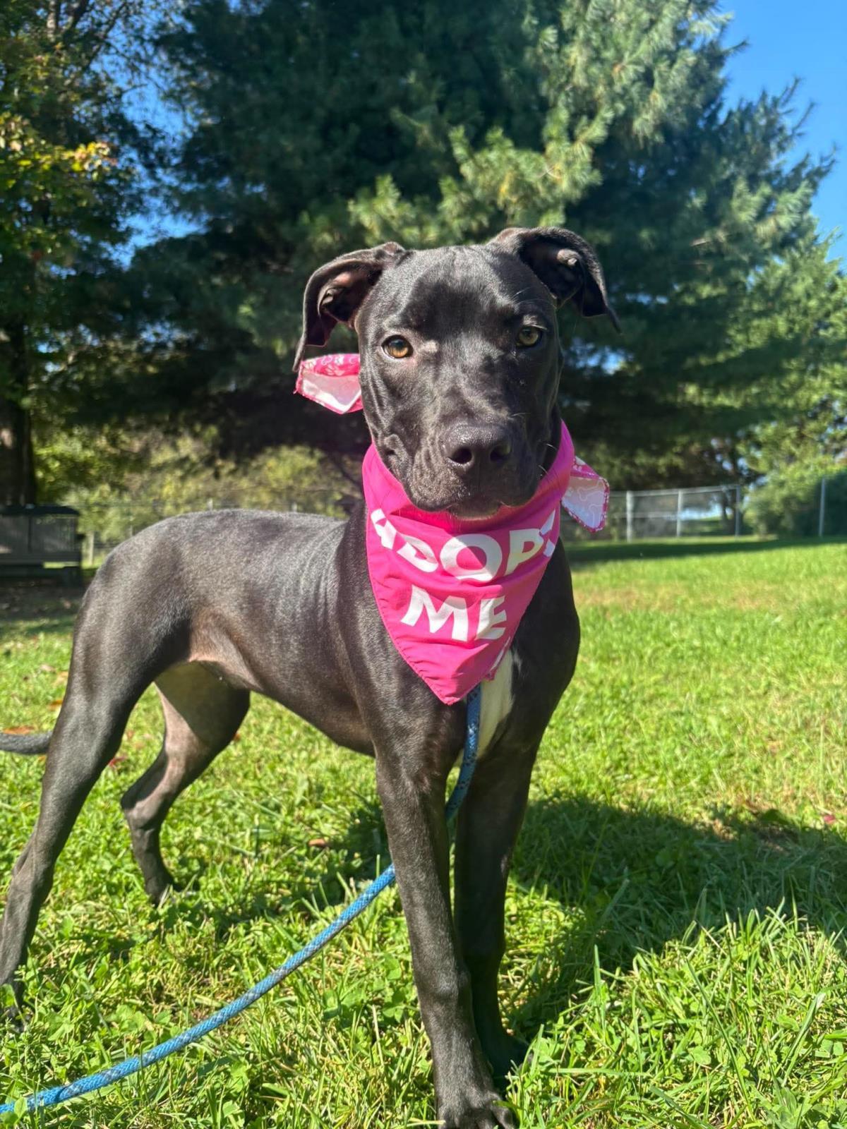 Aj, Adoptable, Puppy Female American Staffordshire Terrier.