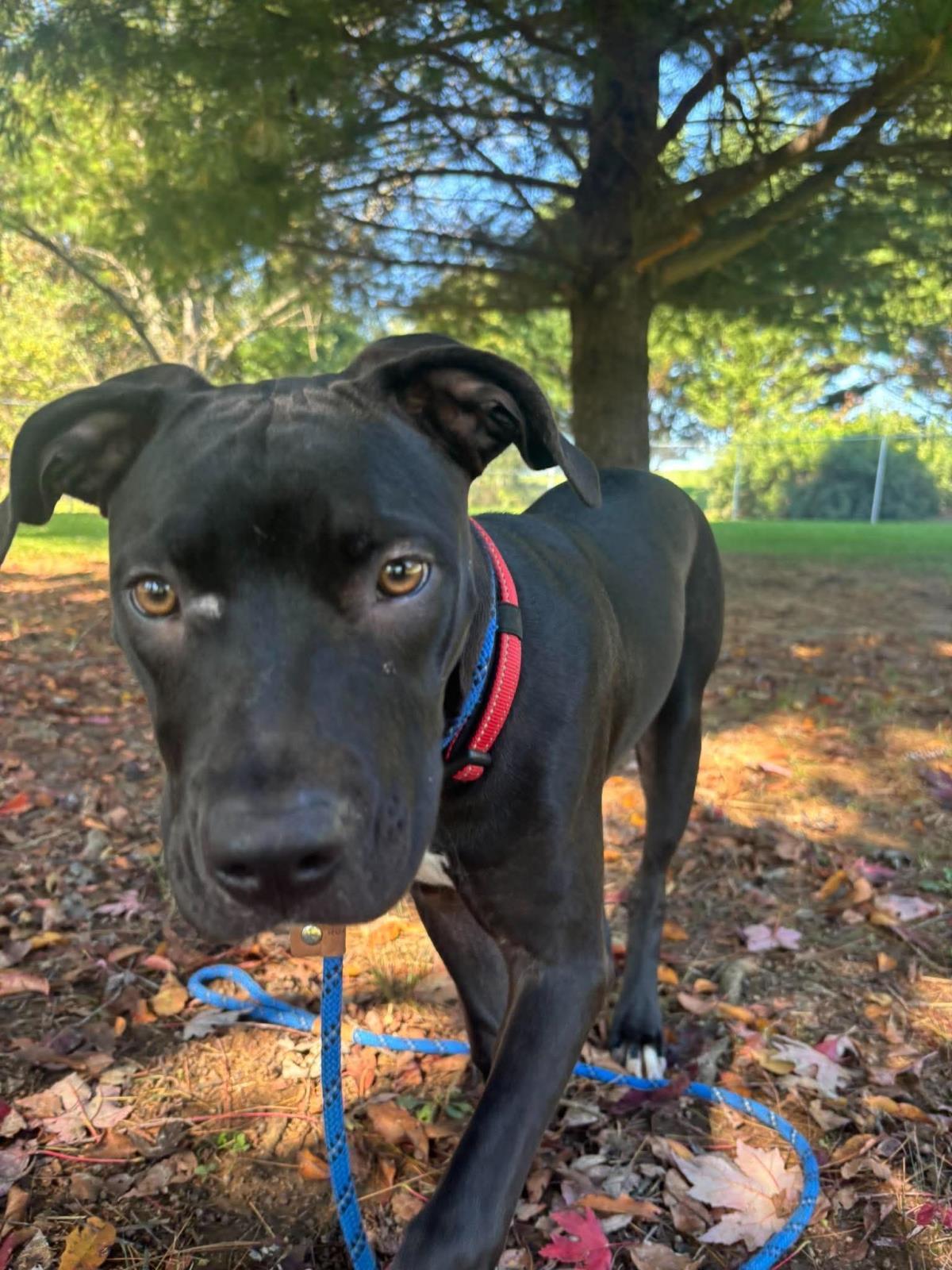 Enlarge Aj, a Adoptable mixed breed in Front Royal, VA image 2/3