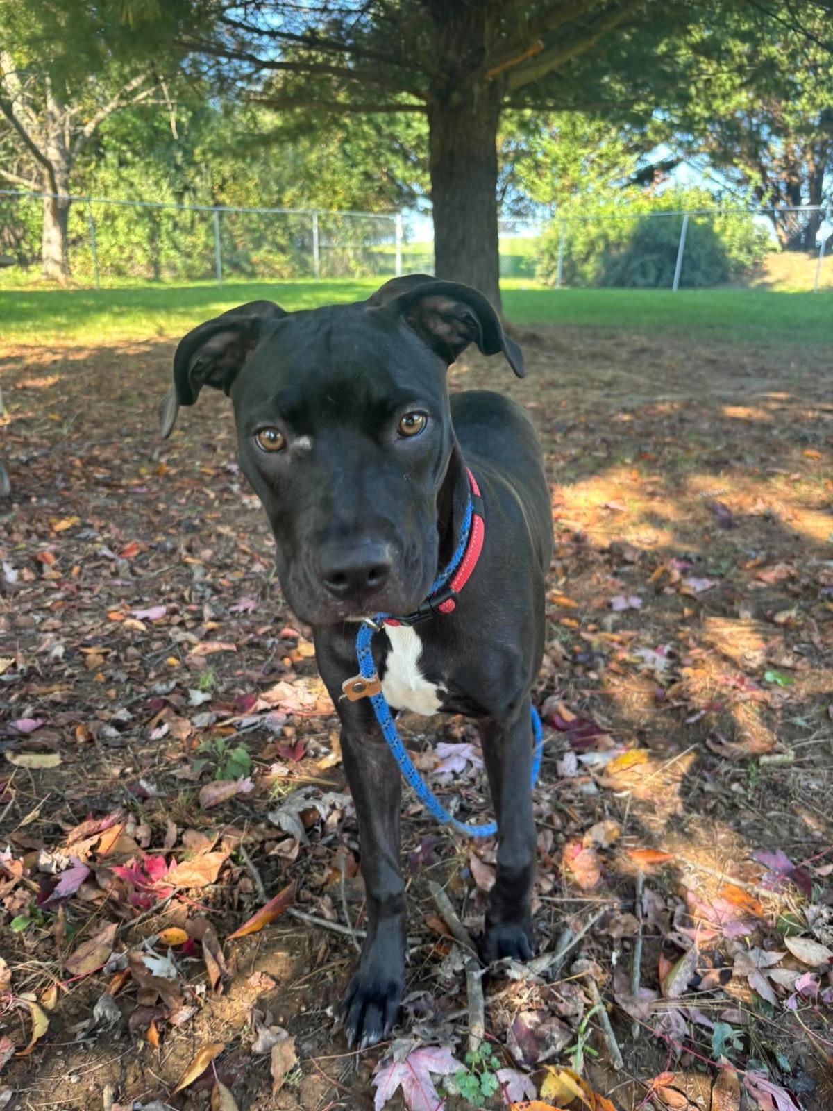 Enlarge Aj, a Adoptable mixed breed in Front Royal, VA image 3/3
