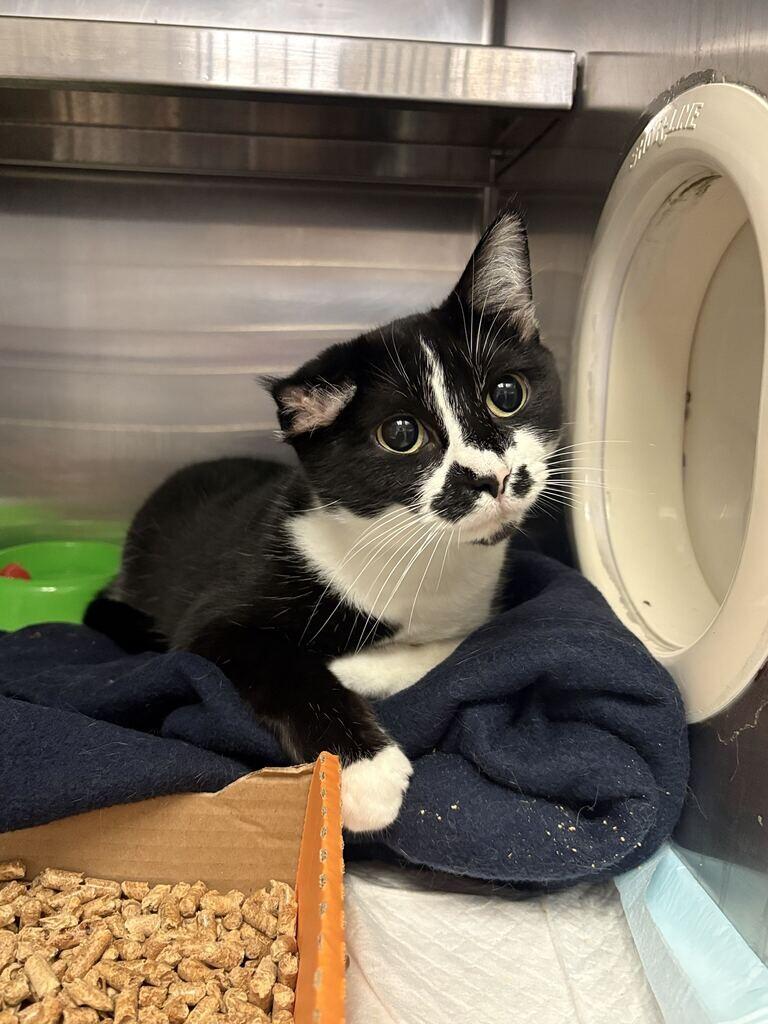 Enlarge Cauliflower, a Adoptable Domestic Short Hair in Cincinnati, OH image 1/1