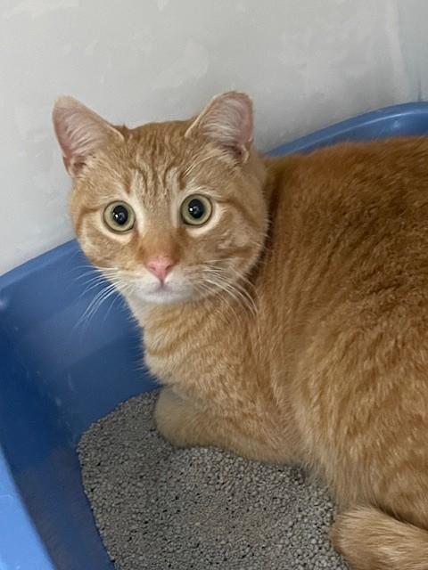 Enlarge Rusty, a ADOPTABLE Domestic Short Hair in Hayward, WI image 1/1