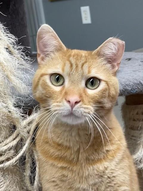 Rusty-SPONSORED ADOPTION-FREE WITH APPROVED ADOPTION APPLICATION, ADOPTABLE, Adult Male Domestic Short Hair.
