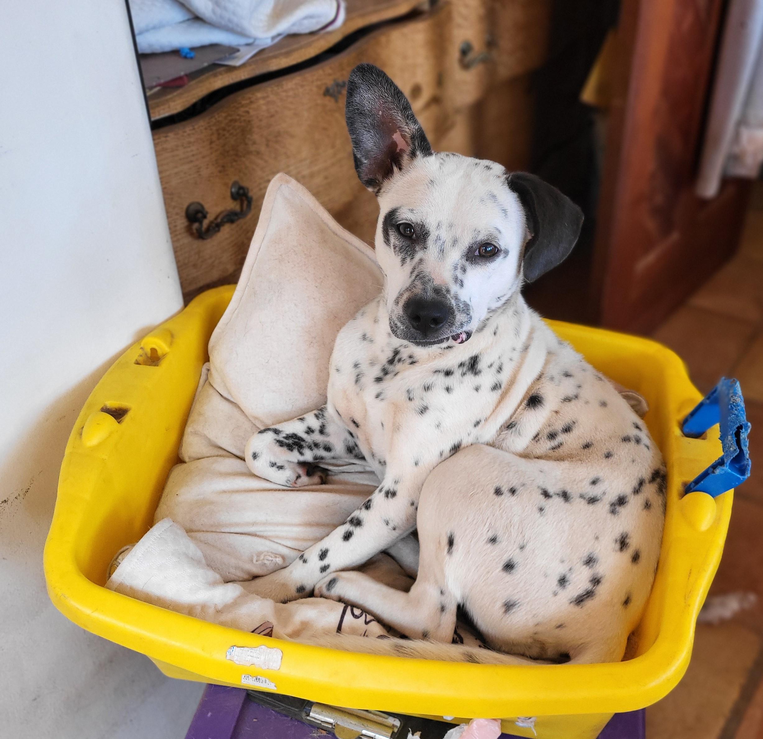 Tina, an adoptable Dalmatian Mix in Newport Beach, CA_image-1