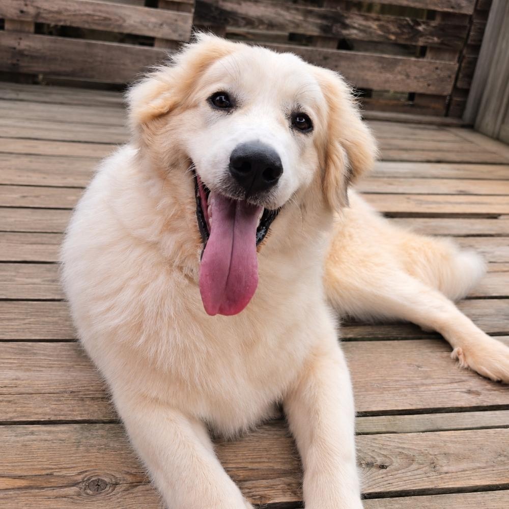 Enlarge Skittles Candy, an adoptable Great Pyrenees in Atlanta, GA image 1/4