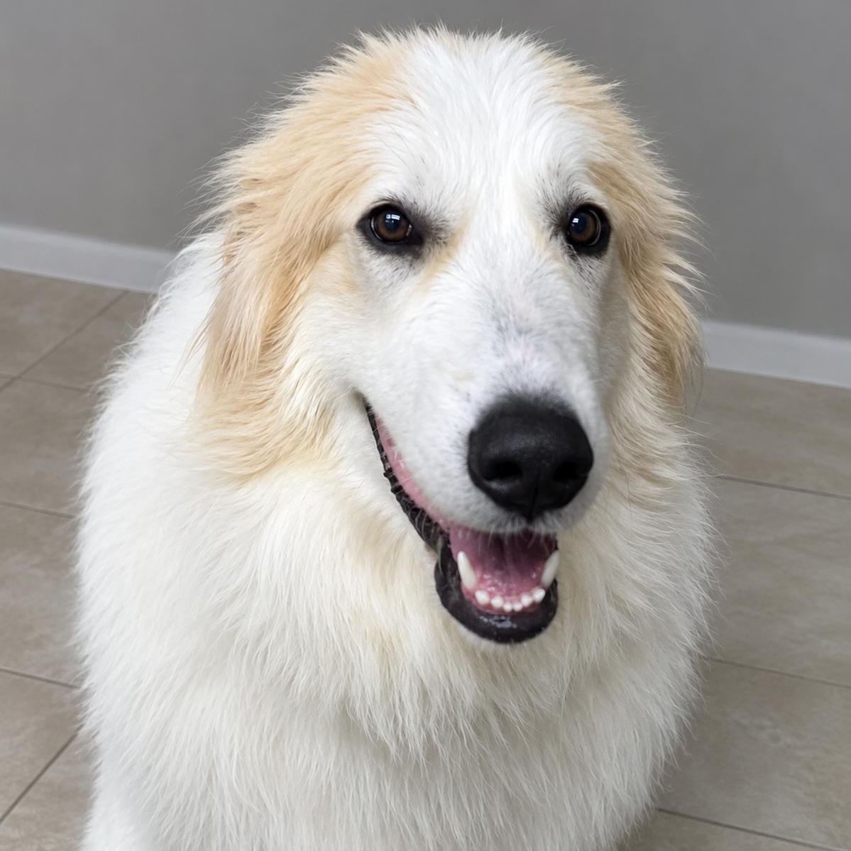 Enlarge Skittles Candy, an adoptable Great Pyrenees in Atlanta, GA image 4/4