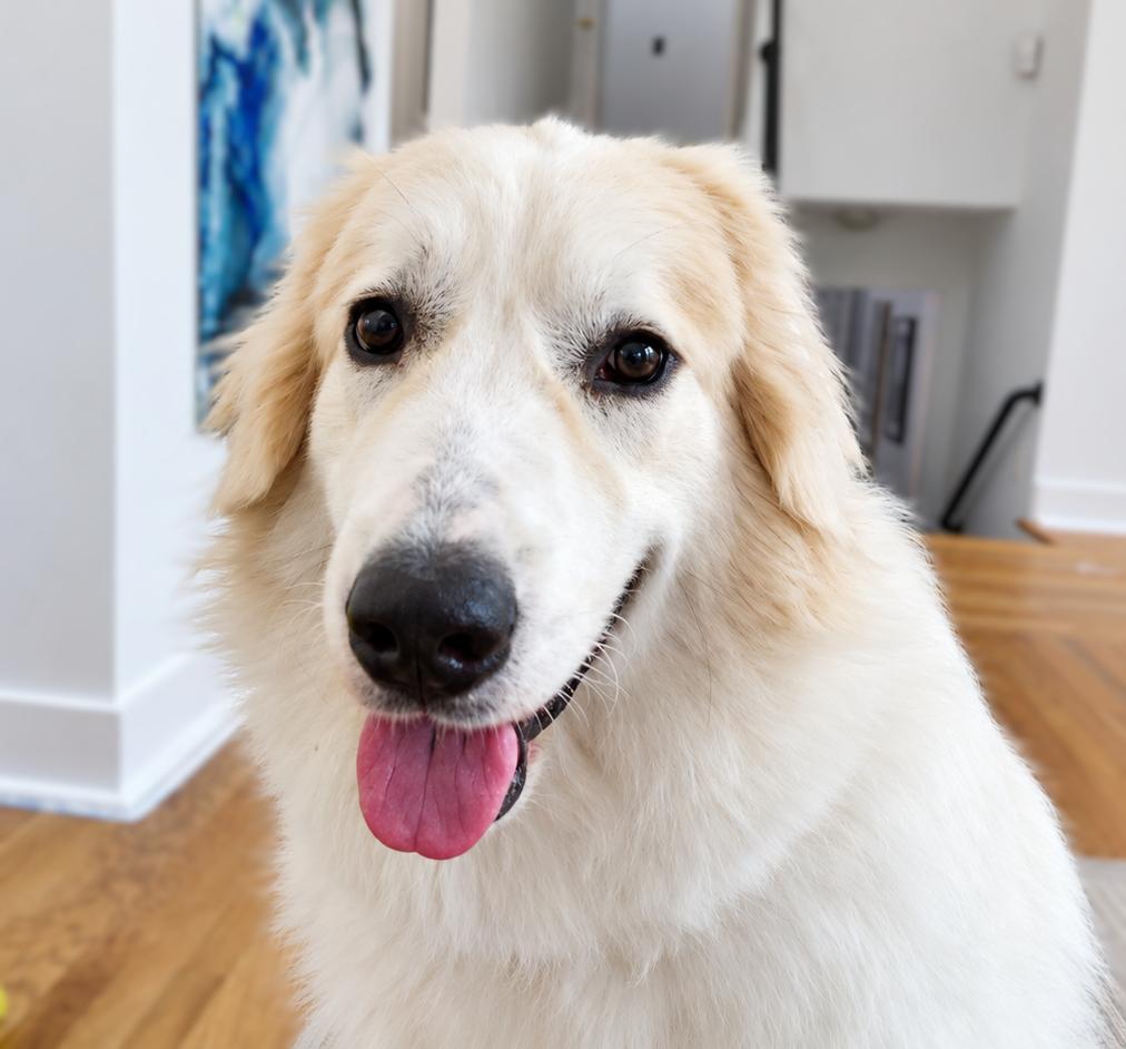Enlarge Skittles Candy, a Adoptable Great Pyrenees in Atlanta, GA image 2/5