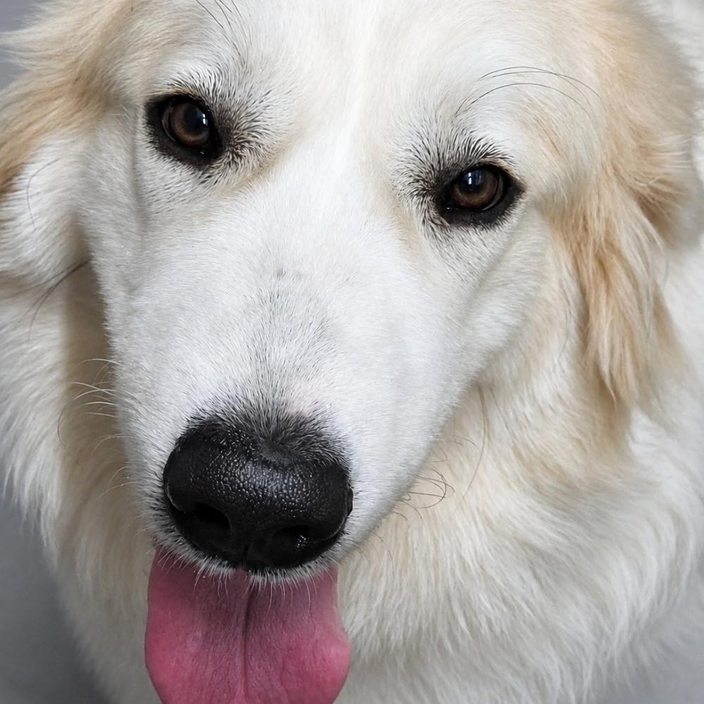 Enlarge Skittles Candy, an adoptable Great Pyrenees in Atlanta, GA image 3/4