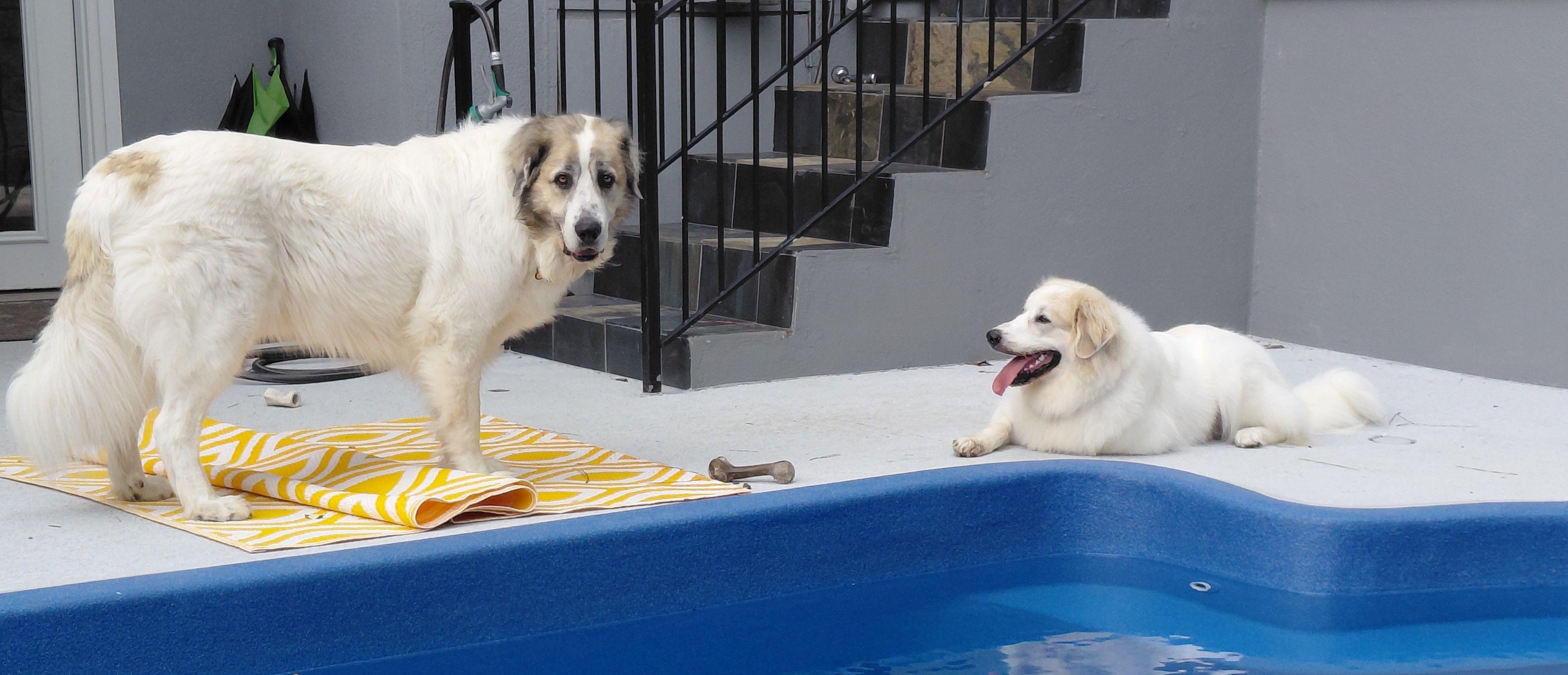 Enlarge Skittles Candy, a Adoptable Great Pyrenees in Atlanta, GA image 3/5