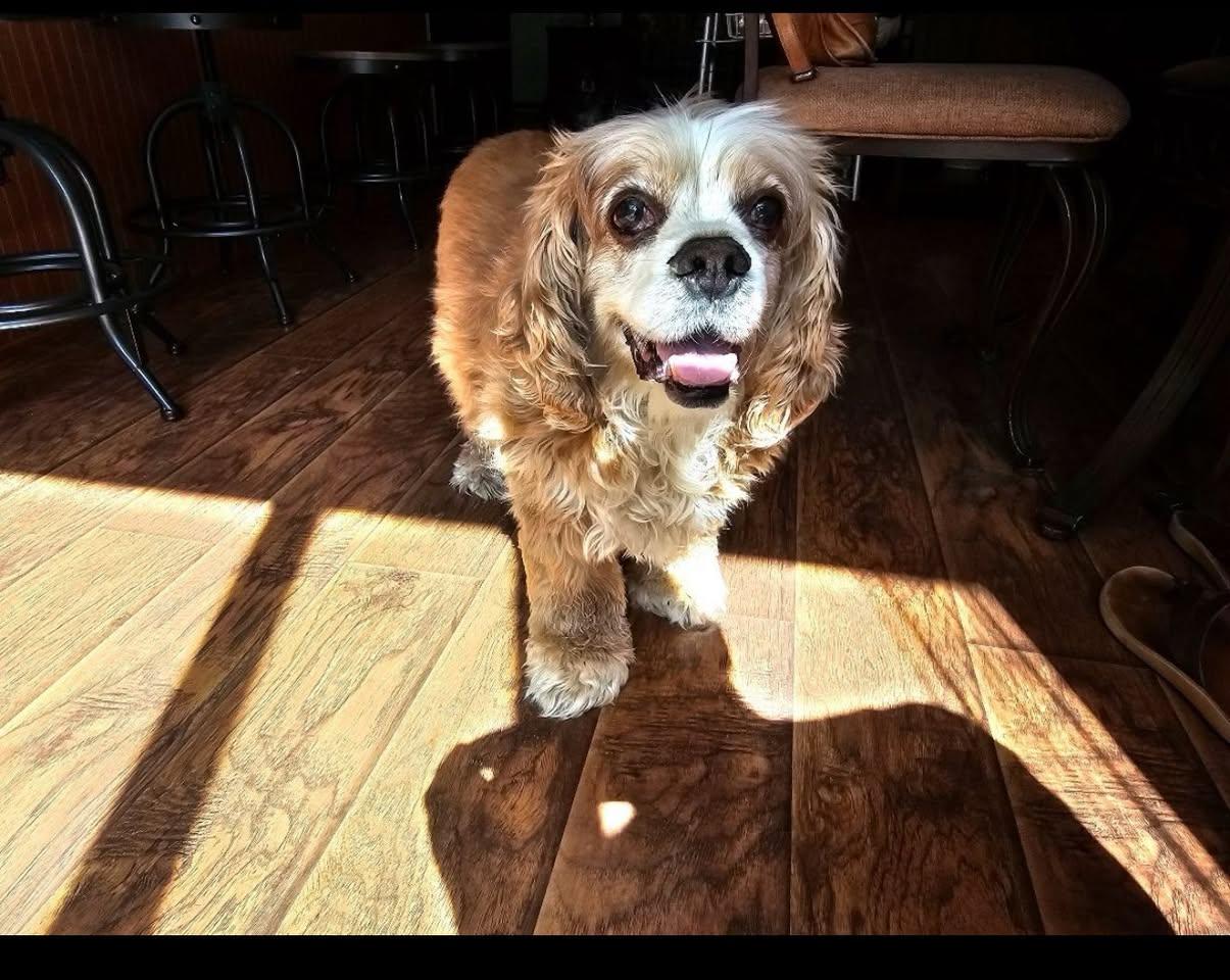 Dexter photo 1