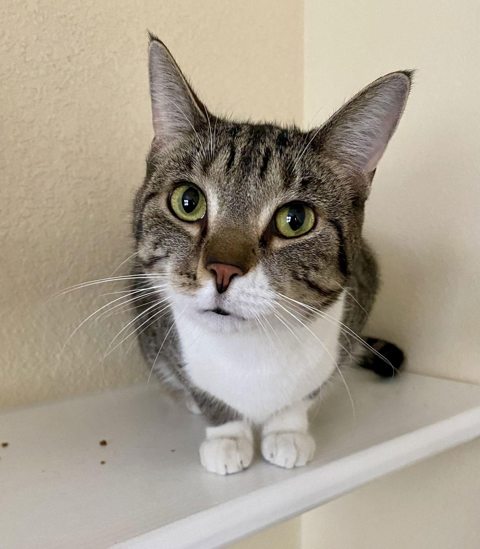 Piperoni, a Adoptable Domestic Short Hair in Fargo, ND image 1/2