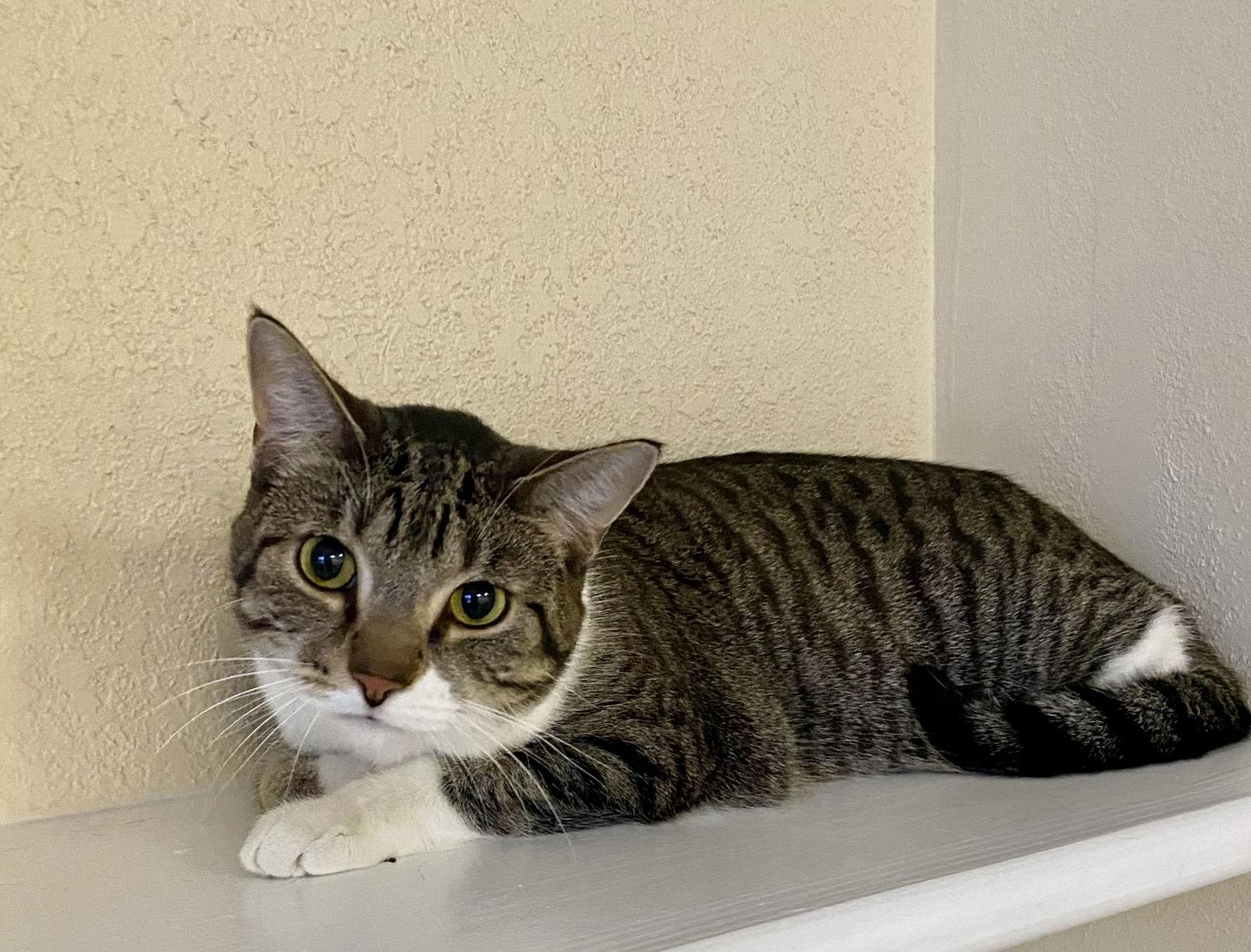 Piperoni, a Adoptable Domestic Short Hair in Fargo, ND image 2/2