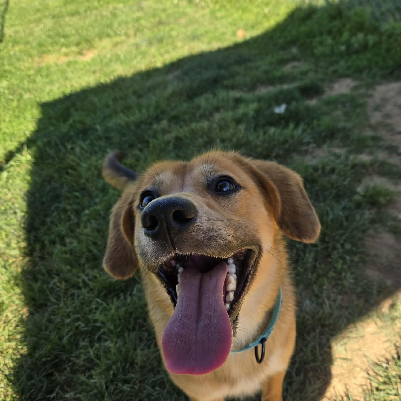 Enlarge Devon, a ADOPTABLE mixed breed in Unionville, CT image 5/6