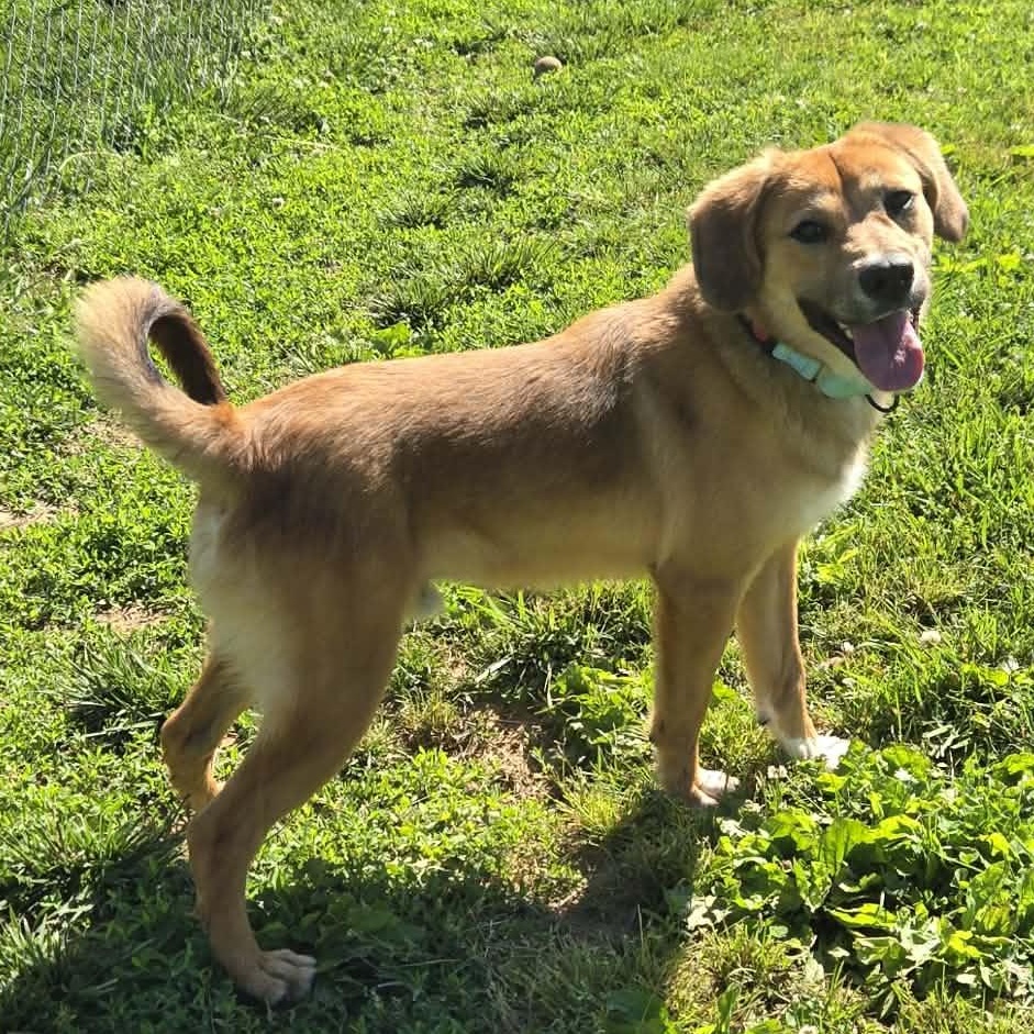 Enlarge Devon, a ADOPTABLE mixed breed in Unionville, CT image 1/6