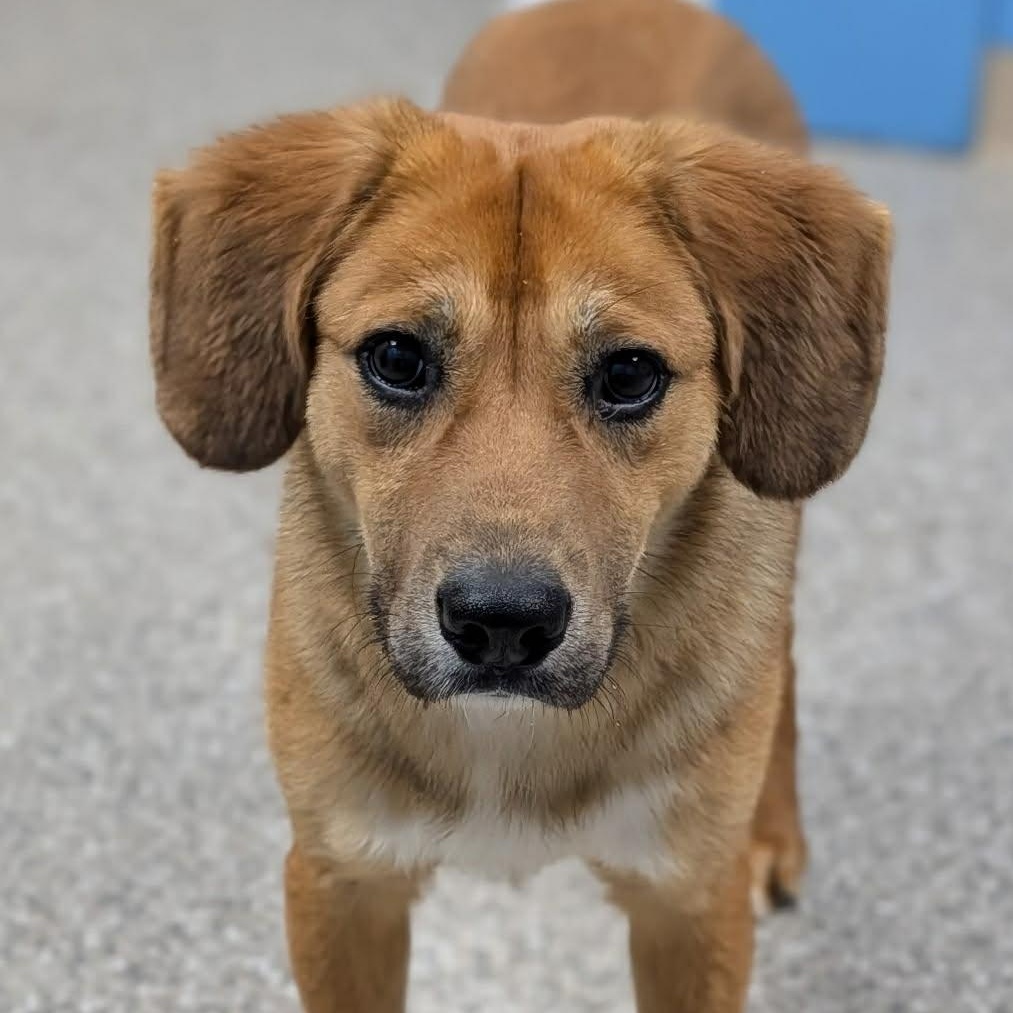 Enlarge Devon, a ADOPTABLE mixed breed in Unionville, CT image 3/6
