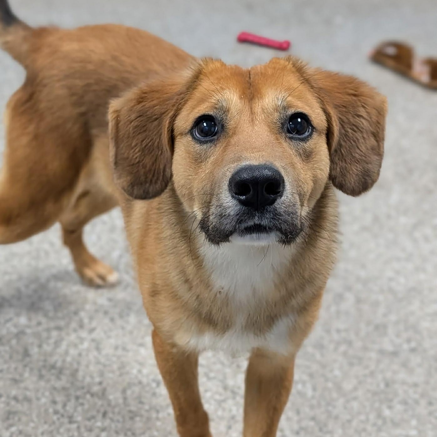 Enlarge Devon, a ADOPTABLE mixed breed in Unionville, CT image 4/6