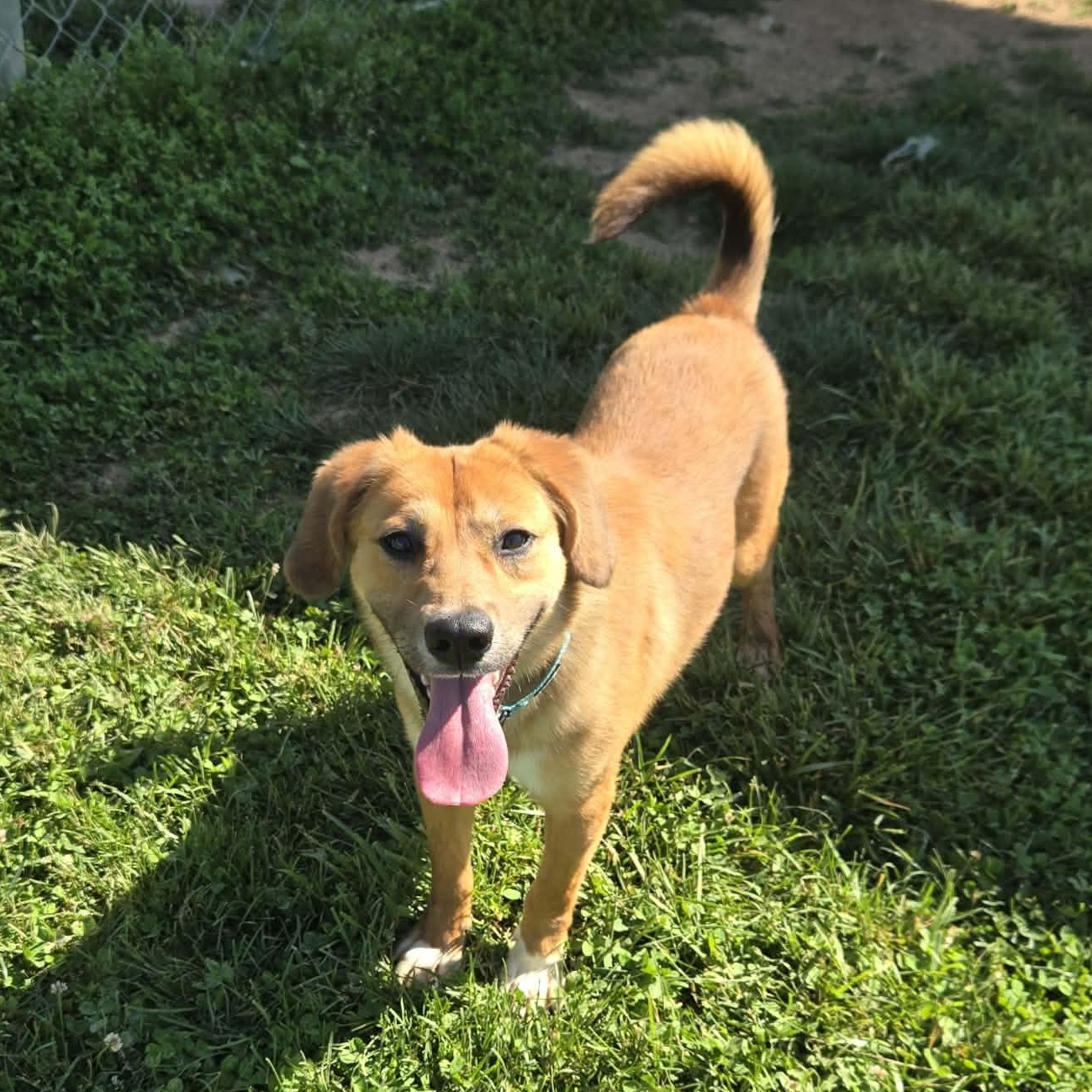 Enlarge Devon, a ADOPTABLE mixed breed in Unionville, CT image 2/6