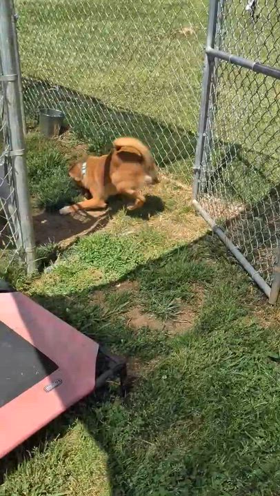 Enlarge Devon, a ADOPTABLE mixed breed in Unionville, CT video 6/6