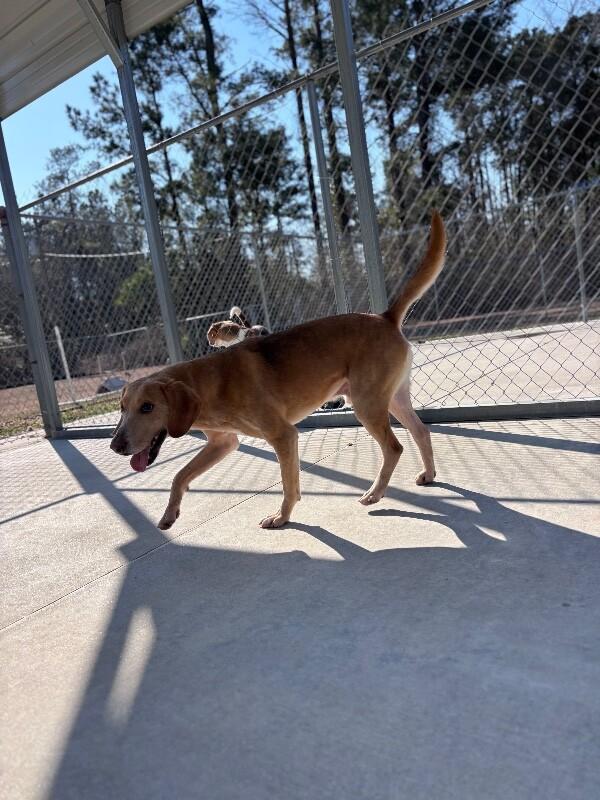 Stingray, Adoptable, Adult Male Foxhound.