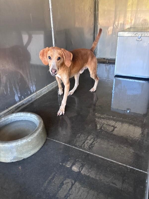 Enlarge stingray, a Adoptable Treeing Walker Coonhound in Burgaw, NC image 1/2