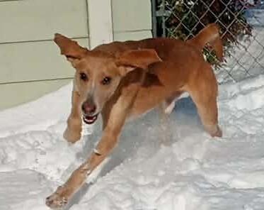 Enlarge Stingray, a Adoptable Foxhound in Burgaw, NC image 3/6