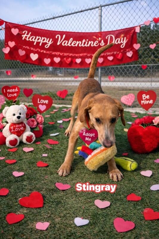 Enlarge Stingray, a Adoptable Foxhound in Burgaw, NC image 4/6