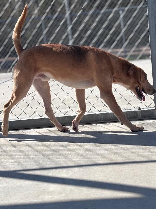Enlarge Stingray, a Adoptable Foxhound in Burgaw, NC image 3/6