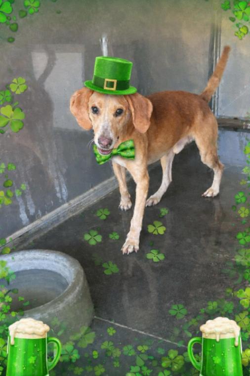Enlarge Stingray, a Adoptable Foxhound in Burgaw, NC image 5/6