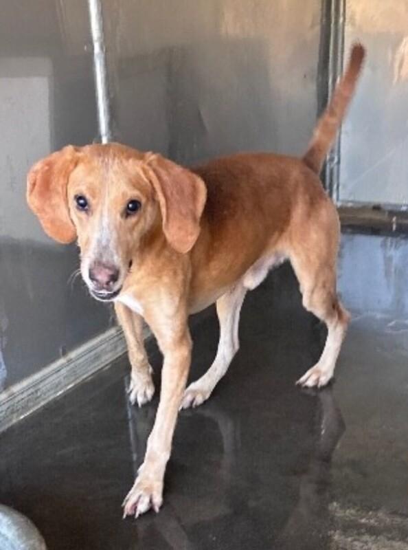 Stingray thumbnail 3