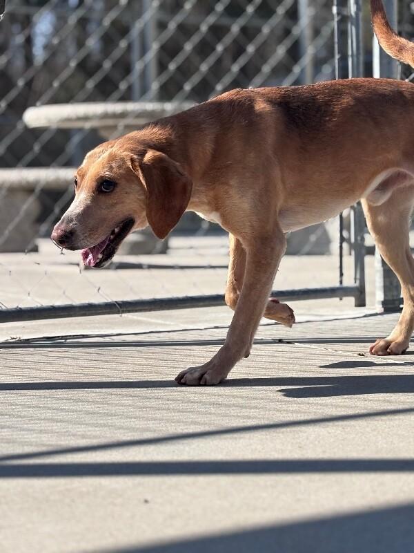 Enlarge Stingray, a Adoptable Foxhound in Burgaw, NC image 6/6