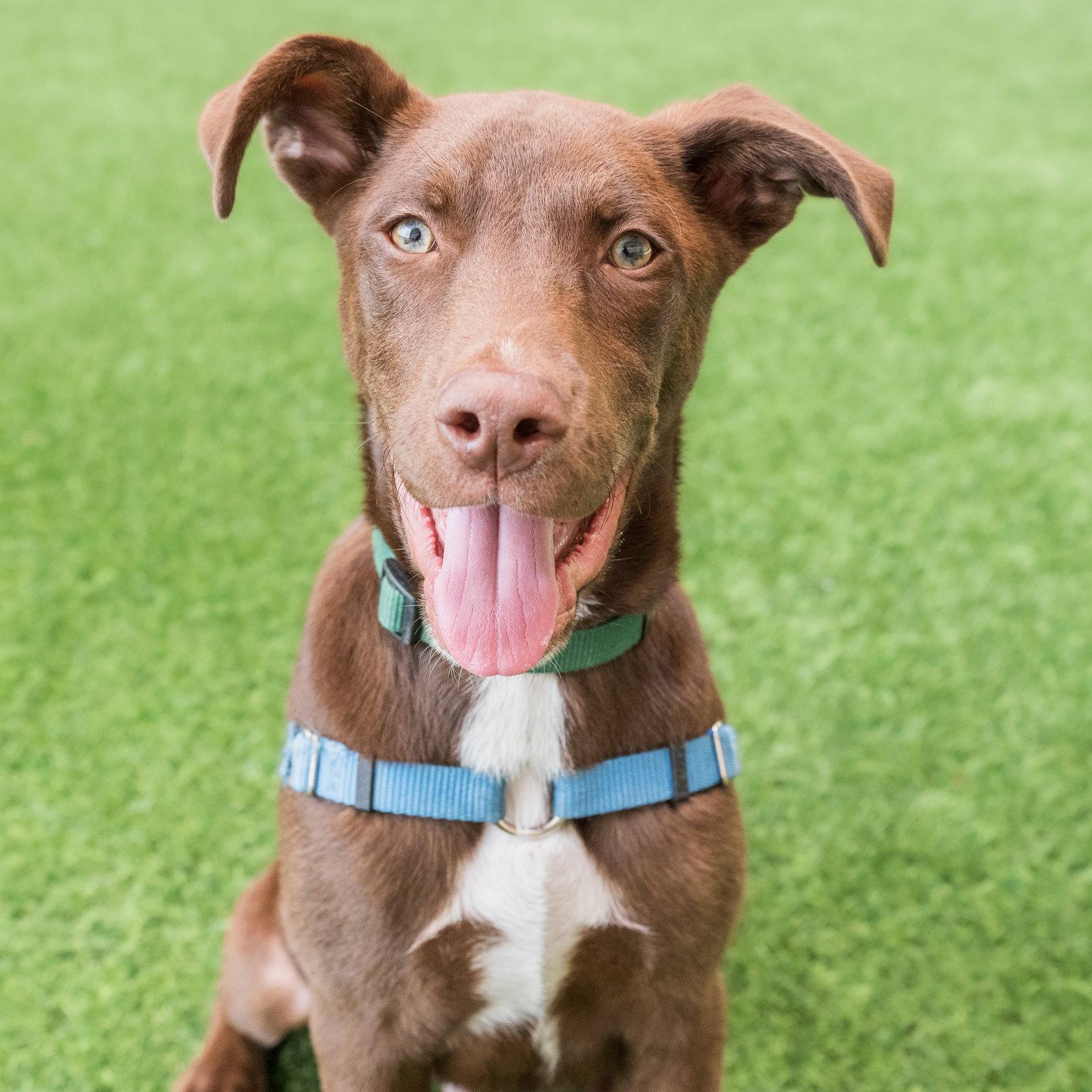 Steph, a Adoptable Shepherd in Burlingame, CA image 1/3