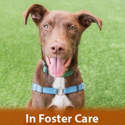 Steph, Adoptable, Young Male Shepherd.
