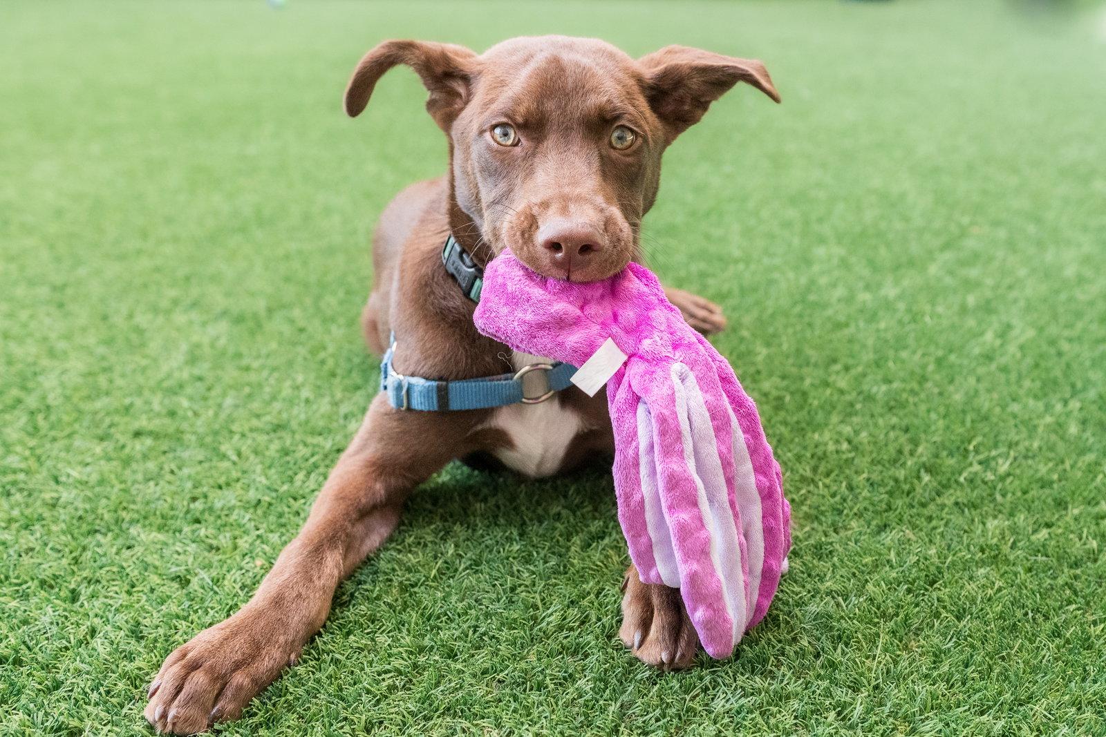 Steph, a Adoptable Shepherd in Burlingame, CA image 2/3
