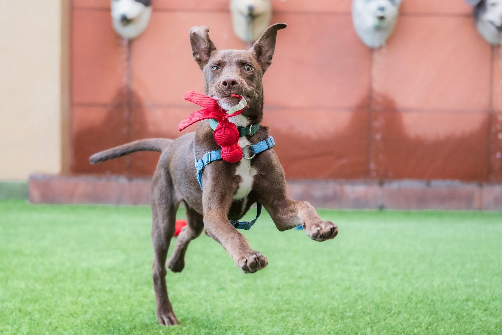 Steph, a Adoptable Shepherd in Burlingame, CA image 3/3