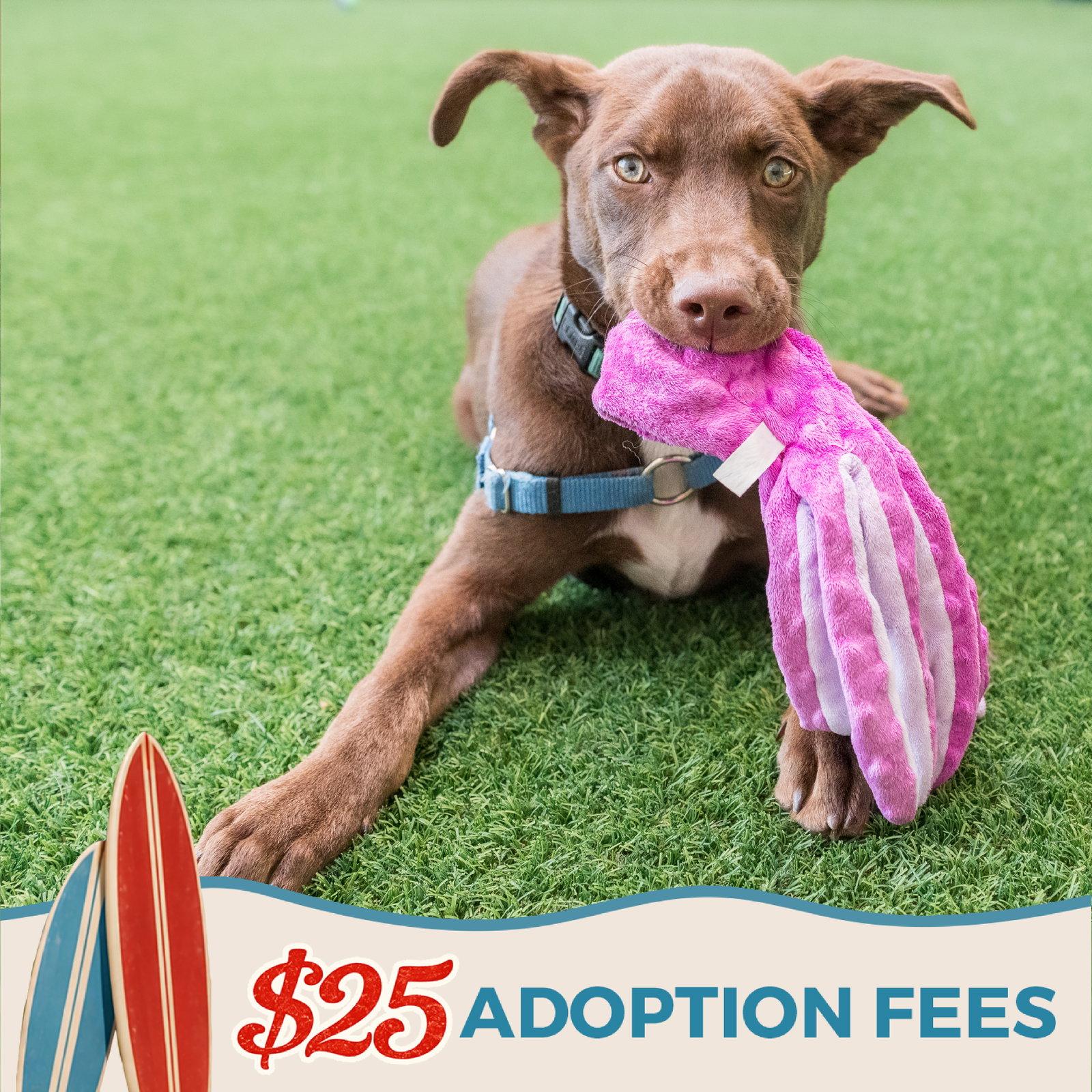 Enlarge Steph, a Adoptable Shepherd in Burlingame, CA image 3/3