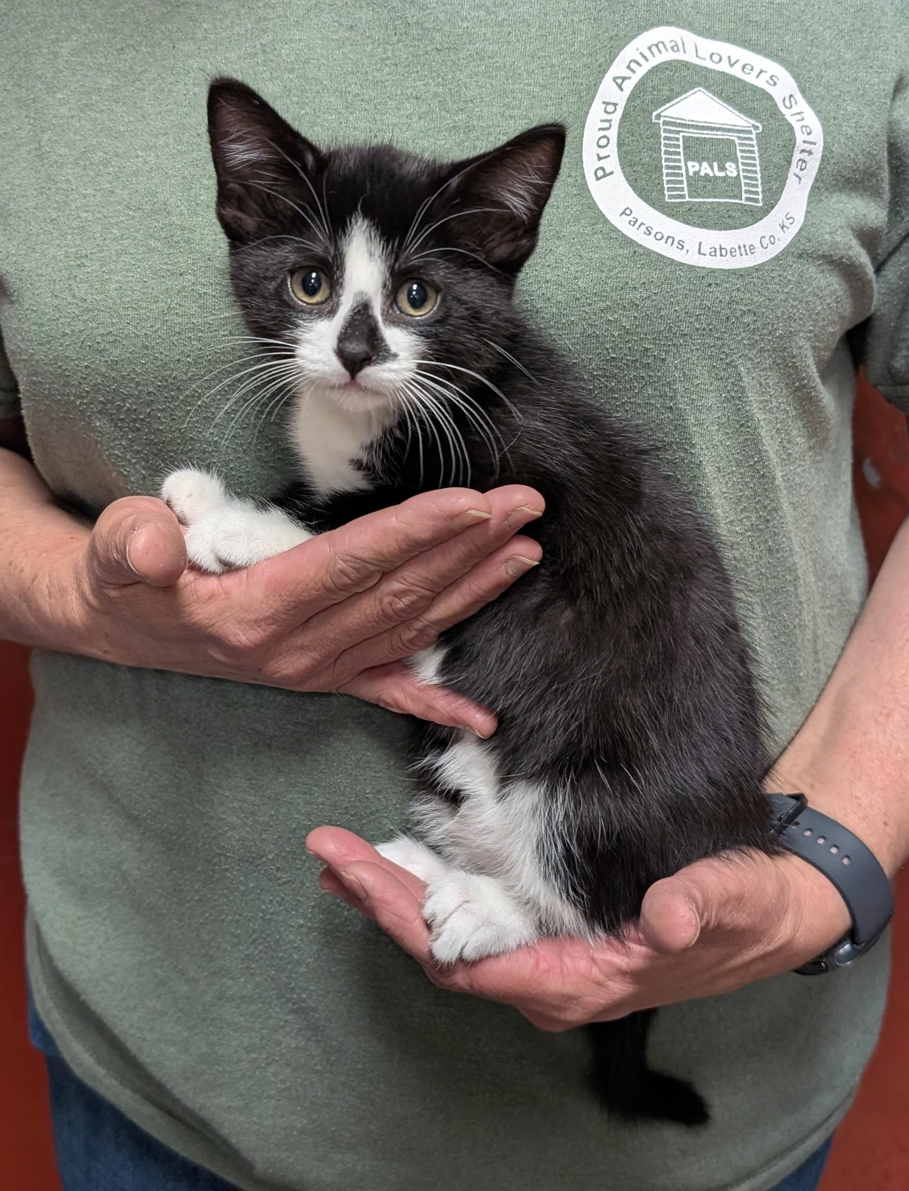 Kissy, adopted, Kitten Female Domestic Short Hair.