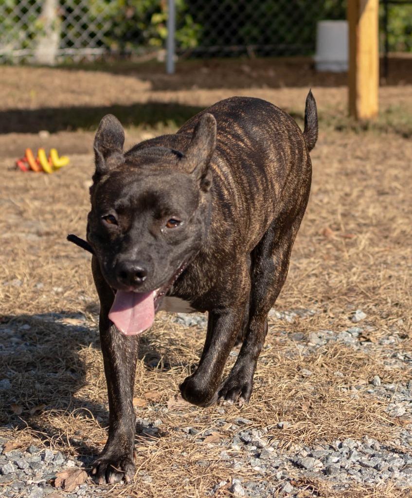 Enlarge Nina, a Adoptable mixed breed in Lakeland, GA image 1/1