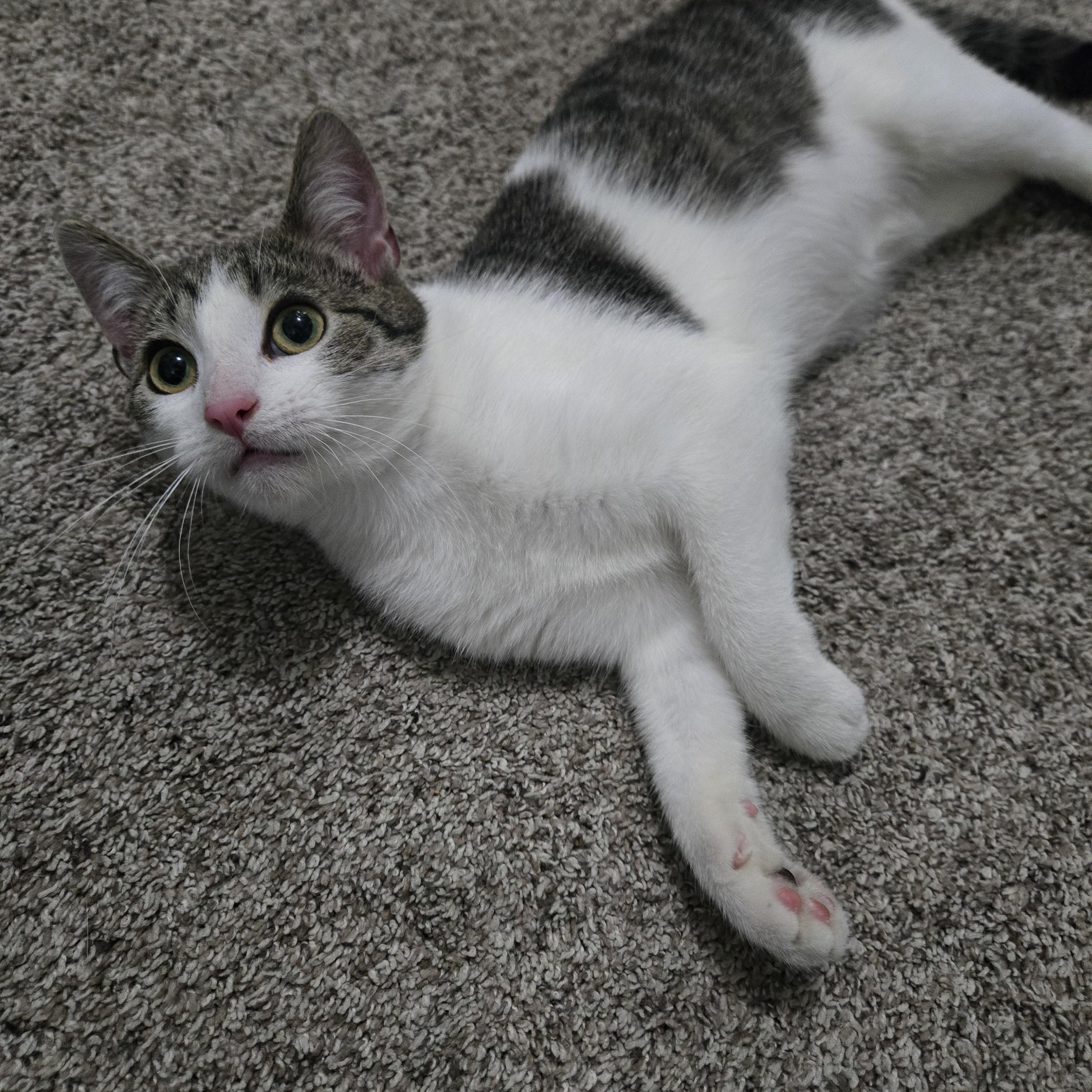 Haven, ADOPTABLE, Young Female Domestic Short Hair.