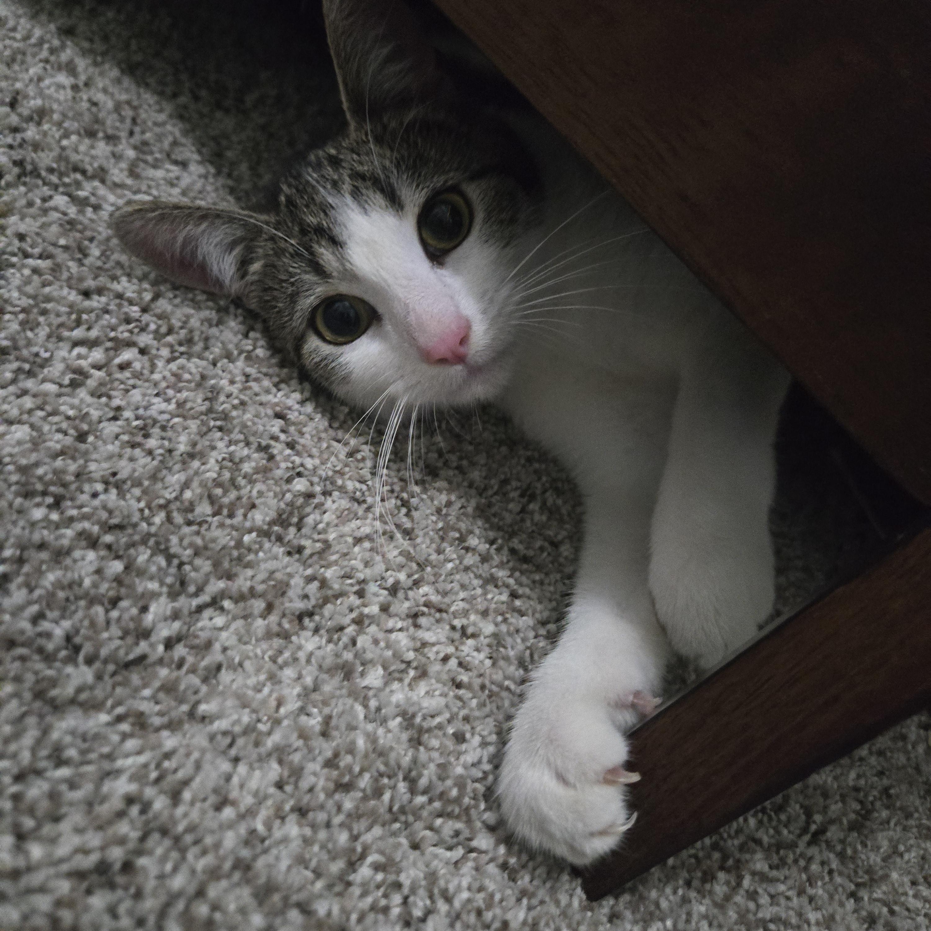 Enlarge Haven, a ADOPTABLE Domestic Short Hair in Sedalia, MO image 3/3