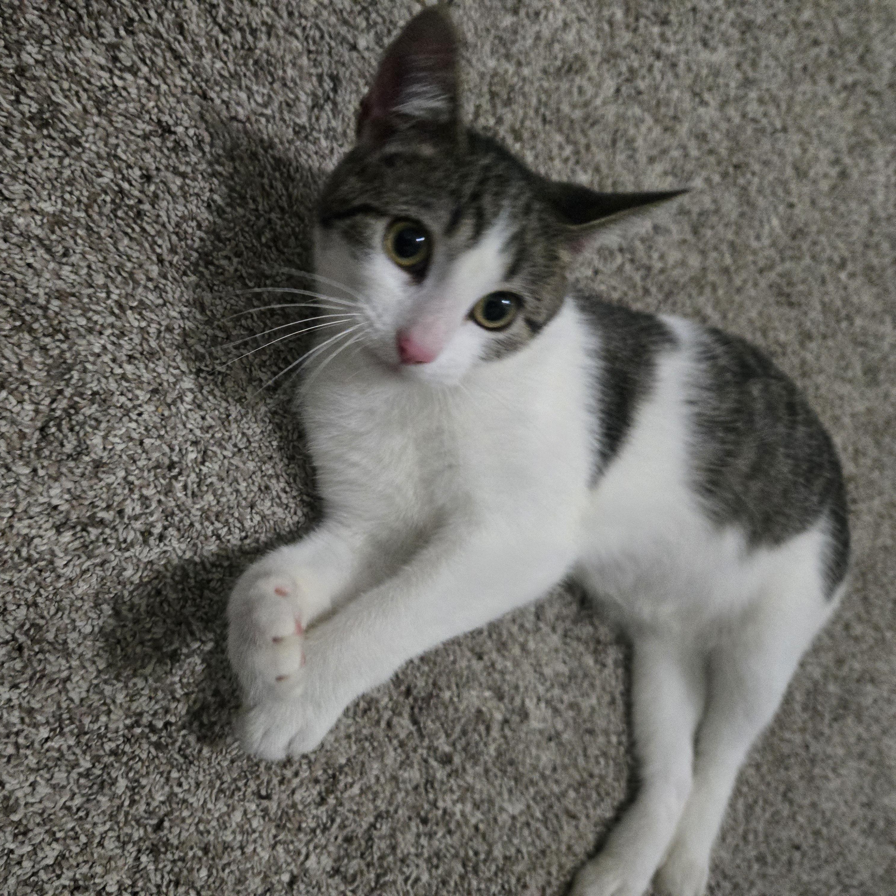 Enlarge Haven, a ADOPTABLE Domestic Short Hair in Sedalia, MO image 2/3