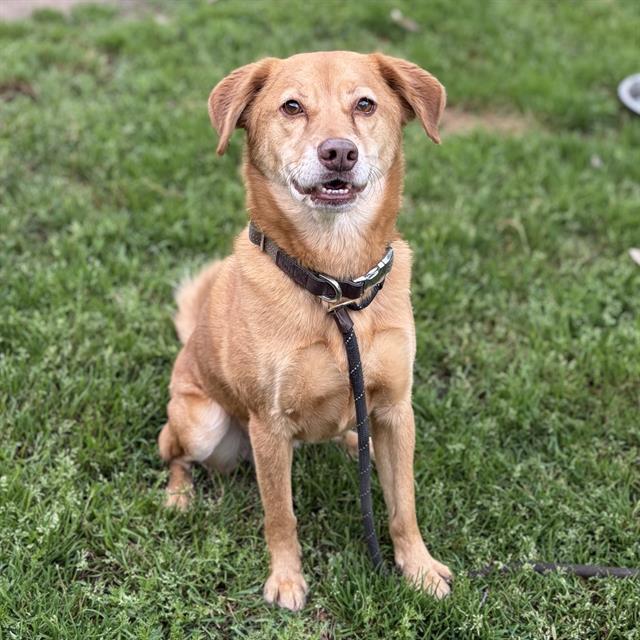 DALLAS, Adoptable, Adult Male Golden Retriever & Mixed Breed.