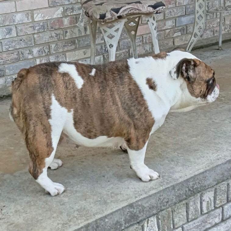 Enlarge Butter, a Adoptable English Bulldog in Allentown, PA image 4/5