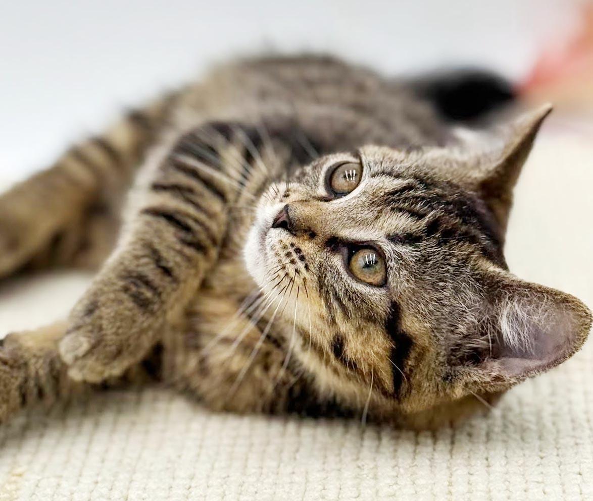 May May might be tiny but she's MIGHTY LOVING, an adopted mixed breed in Bedford Hills, NY image 2/5