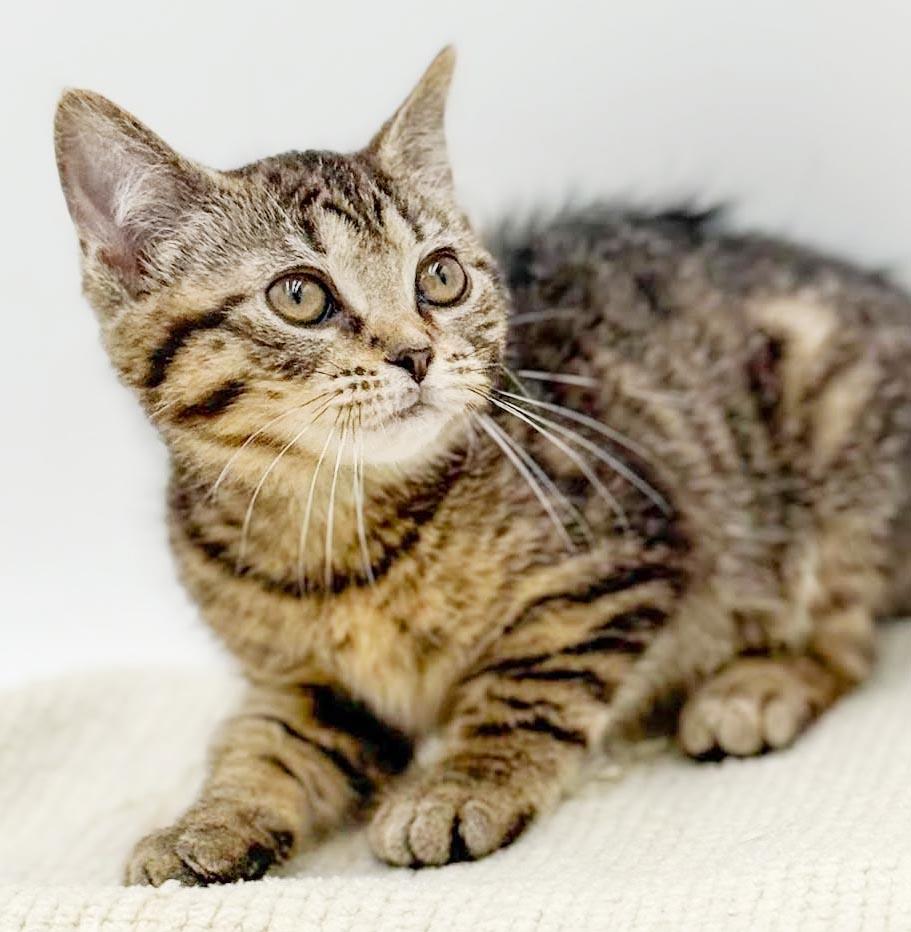May May might be tiny but she's MIGHTY LOVING, an adopted mixed breed in Bedford Hills, NY image 3/5
